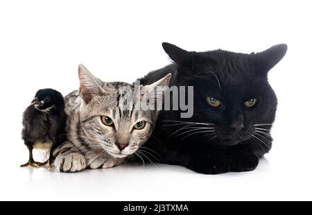 due gatti e pulcino di fronte a sfondo bianco Foto Stock