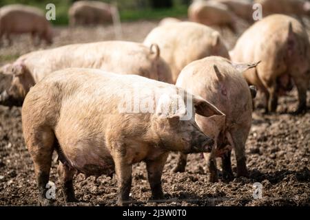 free range maiale da corsa in grande in una giornata di sole Foto Stock