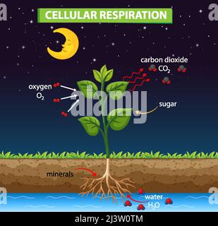 Diagramma che mostra la respirazione cellulare nell'illustrazione dell'impianto Illustrazione Vettoriale