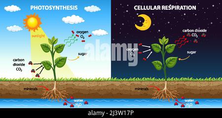 Diagramma che mostra la respirazione cellulare e la fotosintesi Illustrazione Vettoriale