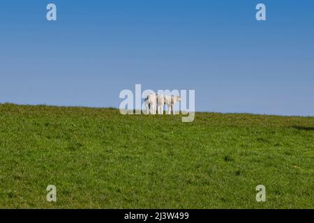 Due agnelli sulla diga nel sole su Texel Foto Stock