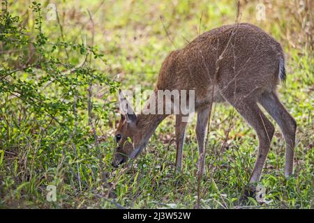 Comune Duiker Sylvicarpa grimmia 14739 Foto Stock