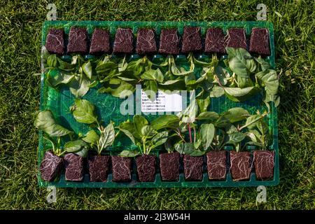 20 Fuchsia impianti Postiplug Foto Stock