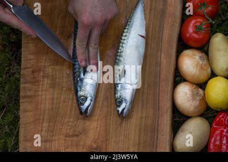 Preparazione del pesce sgombro per cucinare con le verdure su un tagliere di legno all'aperto Foto Stock