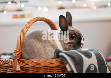 HES ha tutto ciò di cui ha bisogno. Shot di un adorabile coniglio seduto nel suo cestino a casa. Foto Stock