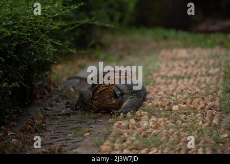 Bangkok, Tailandia. 9th Apr 2022. 09 aprile 2022 : comune Water Monitor residente a Lumpini Park, Bangkok, Thailandia. (Credit Image: © Teera Noisakran/Pacific Press via ZUMA Press Wire) Foto Stock