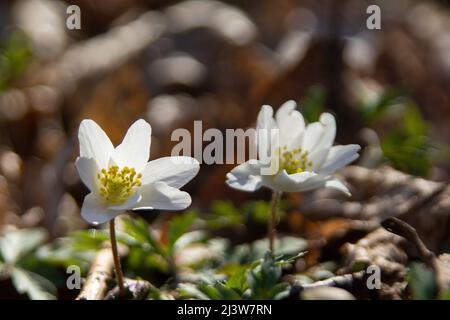 Anemone di legno Foto Stock