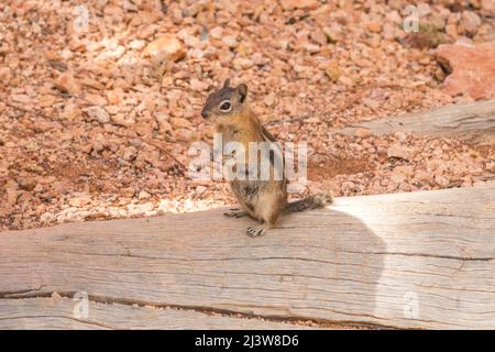 Chipmunk orientale in legno nel parco nazionale del canyon di Bryce, USA Foto Stock