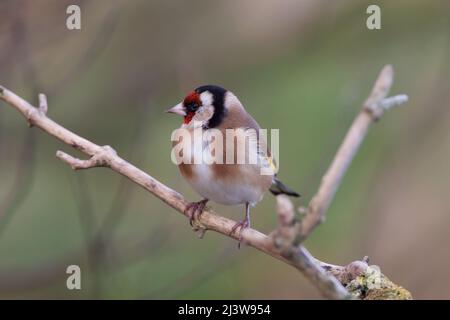 Un Goldfinch europeo (Carduelis carduelis) in una filiale Foto Stock