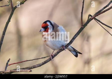 Un Goldfinch europeo (Carduelis carduelis) in una filiale Foto Stock