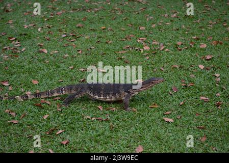 Bangkok, Tailandia. 9th Apr 2022. 09 aprile 2022 : comune Water Monitor residente a Lumpini Park, Bangkok, Thailandia. (Credit Image: © Teera Noisakran/Pacific Press via ZUMA Press Wire) Foto Stock