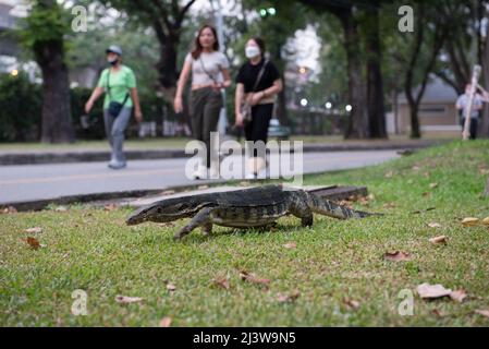 Bangkok, Tailandia. 9th Apr 2022. 09 aprile 2022 : comune Water Monitor residente a Lumpini Park, Bangkok, Thailandia. (Credit Image: © Teera Noisakran/Pacific Press via ZUMA Press Wire) Foto Stock