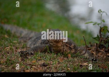 Bangkok, Tailandia. 9th Apr 2022. 09 aprile 2022 : comune Water Monitor residente a Lumpini Park, Bangkok, Thailandia. (Credit Image: © Teera Noisakran/Pacific Press via ZUMA Press Wire) Foto Stock