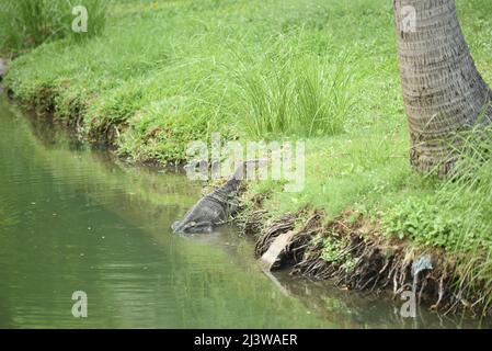 Bangkok, Tailandia. 9th Apr 2022. 09 aprile 2022 : comune Water Monitor residente a Lumpini Park, Bangkok, Thailandia. (Credit Image: © Teera Noisakran/Pacific Press via ZUMA Press Wire) Foto Stock