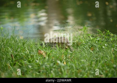 Bangkok, Tailandia. 9th Apr 2022. 09 aprile 2022 : comune Water Monitor residente a Lumpini Park, Bangkok, Thailandia. (Credit Image: © Teera Noisakran/Pacific Press via ZUMA Press Wire) Foto Stock