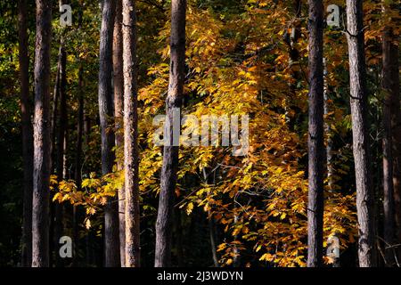 Tramonto tranquillo nella foresta, scenario panoramico della stagione autunnale. Foto Stock