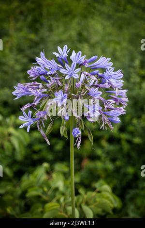 Agapanthus praecox fiore, giglio blu o africano, pianta nella famiglia: Amaryllidaceae, regione: Sudafrica. Foto Stock
