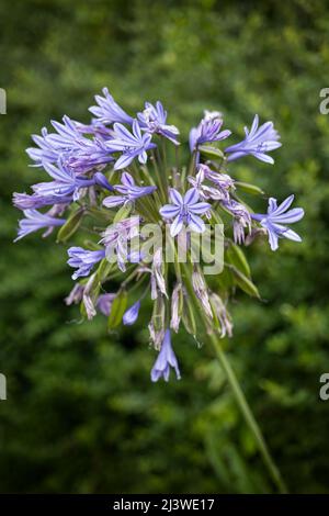 Agapanthus praecox fiore, giglio blu o africano, pianta nella famiglia: Amaryllidaceae, regione: Sudafrica. Foto Stock