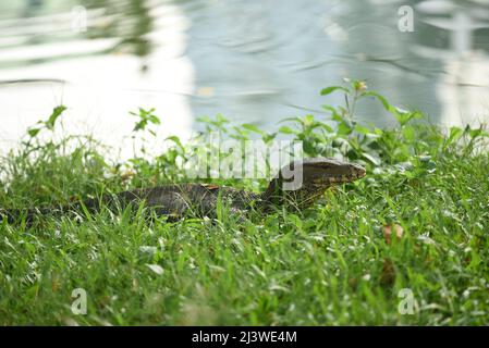 Bangkok, Tailandia. 9th Apr 2022. 09 aprile 2022 : comune Water Monitor residente a Lumpini Park, Bangkok, Thailandia. (Credit Image: © Teera Noisakran/Pacific Press via ZUMA Press Wire) Foto Stock