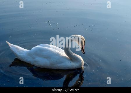 Un cigno bianco e maestoso galleggia di fronte a un'onda d'acqua. Cigno giovane in mezzo all'acqua. Cade su una testa bagnata. Foto Stock