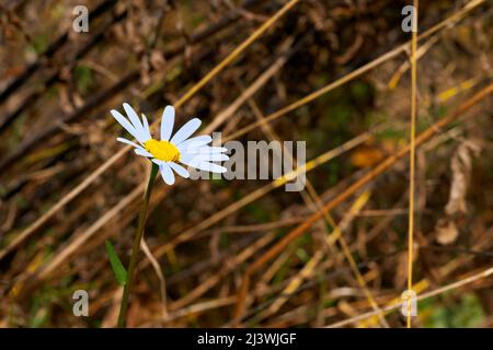 Fiore di camomilla bianco sullo sfondo di erbe medicinali essiccate Foto Stock