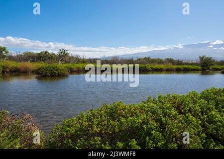 kealia stagno fauna selvatica rifugio e santuario degli uccelli di maui hawaii Foto Stock