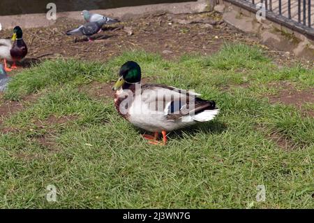 Anatra Mallard, anas platyrhynchos, Thompson's Park, Romilly Road Cardiff Foto Stock