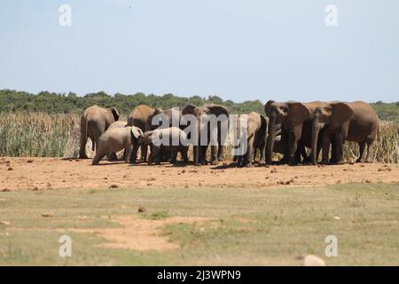 Elephant Family e due bambini che giocano elefanti in Sudafrica Foto Stock