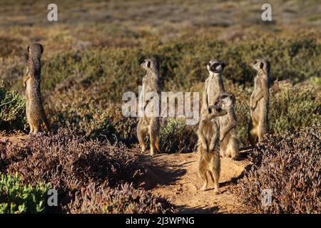 Una folla di Meerkats esce dal burrow al sole della mattina presto Foto Stock