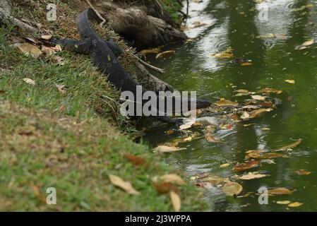 Bangkok, Tailandia. 9th Apr 2022. 09 aprile 2022 : comune Water Monitor residente a Lumpini Park, Bangkok, Thailandia. (Credit Image: © Teera Noisakran/Pacific Press via ZUMA Press Wire) Foto Stock