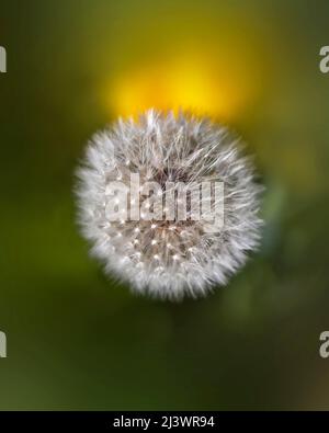 Taraxacum è un genere di piante da fiore della famiglia Asteraceae, che consiste di specie comunemente note come dandelioni. Foto Stock