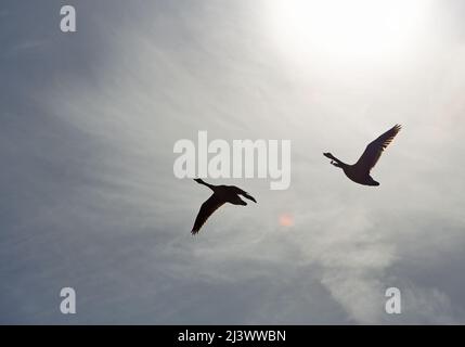 Due oche in volo si silhouette contro il cielo luminoso Foto Stock