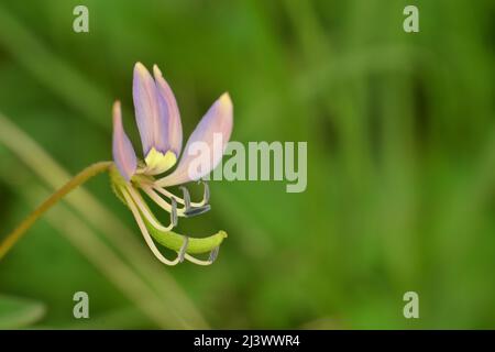 Purple Cleome. Spider erbaccia. Foto Stock