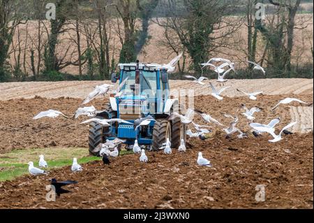 Timoleague, West Cork, Irlanda. 10th Apr 2022. John Foley aratri la sua terra in compagnia di gabbiani vicino a Timoleague. Il resto della giornata sarà noioso con docce a pioggia e highs di 8-12C. Credit: AG News/Alamy Live News Foto Stock