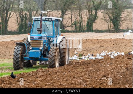 Timoleague, West Cork, Irlanda. 10th Apr 2022. John Foley aratri la sua terra in compagnia di gabbiani vicino a Timoleague. Il resto della giornata sarà noioso con docce a pioggia e highs di 8-12C. Credit: AG News/Alamy Live News Foto Stock