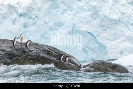 Pinguini sul bordo del mare che entrano nell'acqua ruvida. Antartide Foto Stock