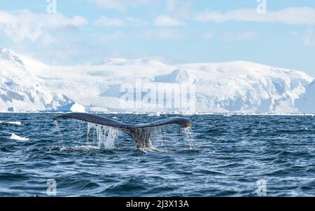 Balena fluke con acqua di mare che gocciola nelle acque antartiche con terreno nevoso antartico in lontananza. Foto Stock