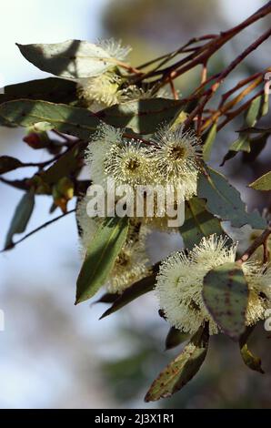 Fiori gialli cremosi del nativo australiano Ridge fruited Mallee, Eucalyptus angulosa, famiglia Myrtaceae. Distribuzione costiera sud WA Foto Stock