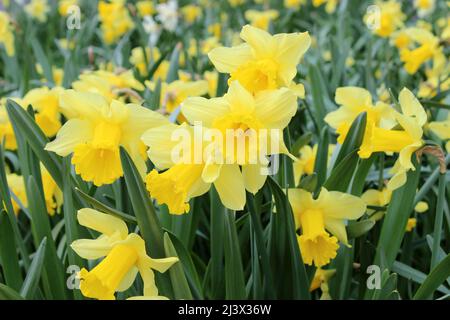 Daffodils at Silverdale, Lancashire, UK Foto Stock