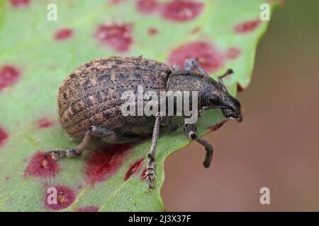 Clay-colored Weevil - Otiorhynchus singularis a Myers Allotment - Butterfly Conservation Nature Reserve, Silverdale, Lancashire Foto Stock