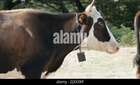 Animali da fattoria. Creativa. Mucche di colori diversi che si eretto l'uno accanto all'altro sullo sfondo della foresta. Foto Stock