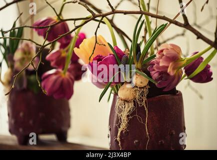 Decorazione floreale. Tulipani in un vaso di argilla. Bulbi con germogli e radici giovani. Foto Stock