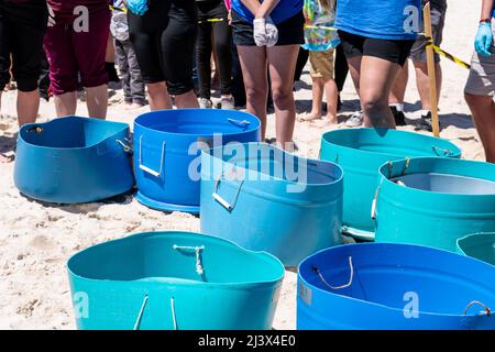 Kemp's Ridley Sea Turtle rilascio di tartarughe a freddo in pericolo critico dal Massachusetts riabilitato sulla costa del Golfo del Mississippi, USA. Foto Stock