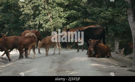 Animali da fattoria. Creativa. Mucche di colori diversi che si eretto l'uno accanto all'altro sullo sfondo della foresta. Foto Stock