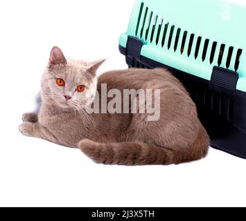 Un gatto di pegno scozzese seduto vicino ad un portatore di gatto per trasportare animali, gatti domestici belli, gatti in casa, animali domestici, andare al veterinario, trasporto Foto Stock