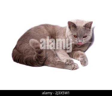 Bellissimo gatto scozzese che lecca su sfondo bianco, immagine isolata, bellissimi gatti domestici, gatti in casa, animali domestici Foto Stock