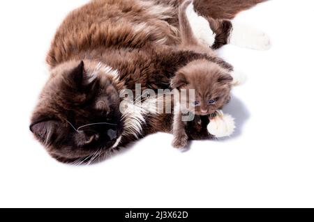 Il gatto britannico delle Highland dai capelli lunghi che giace giocando delicatamente abbraccia il suo gattino entrambi i colori della cannella, immagine isolata, gatti domestici belli, gatti nel ho Foto Stock