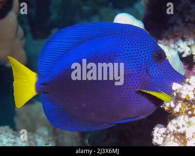 Un Tang di Yellowtail (Zebrasoma xanthurum) nel Mar Rosso, Egitto Foto Stock