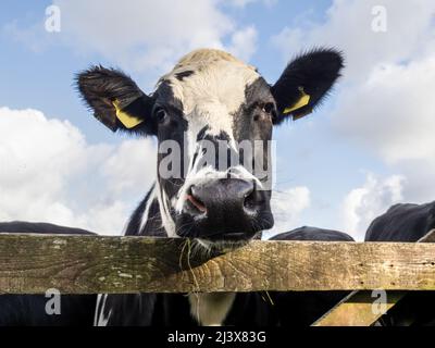 Giovane vacca bianca e nera friesiana, più heiffer, che guarda oltre la porta. Foto Stock