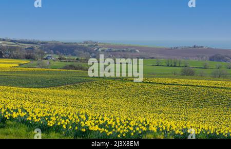 KINNEFF STONEHAVEN SCOZIA FARMLAND FARM E CAMPI DI NARCISI IN PRIMAVERA IL MARE IN LONTANANZA Foto Stock